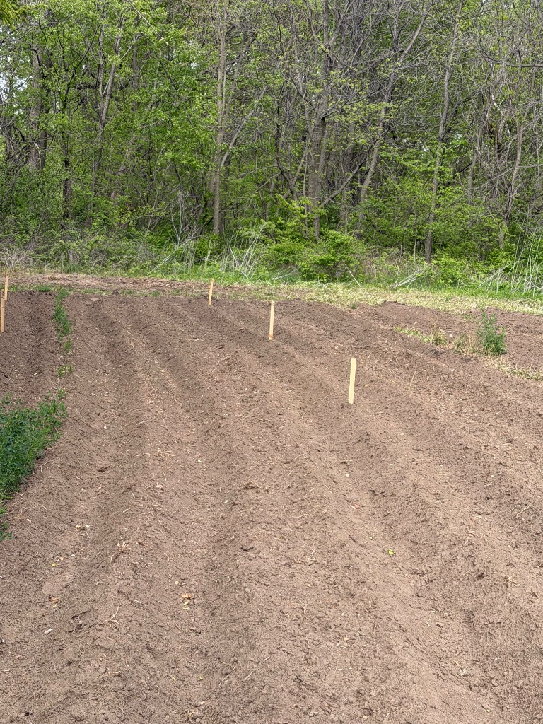 Pumpkin field rows with treeline