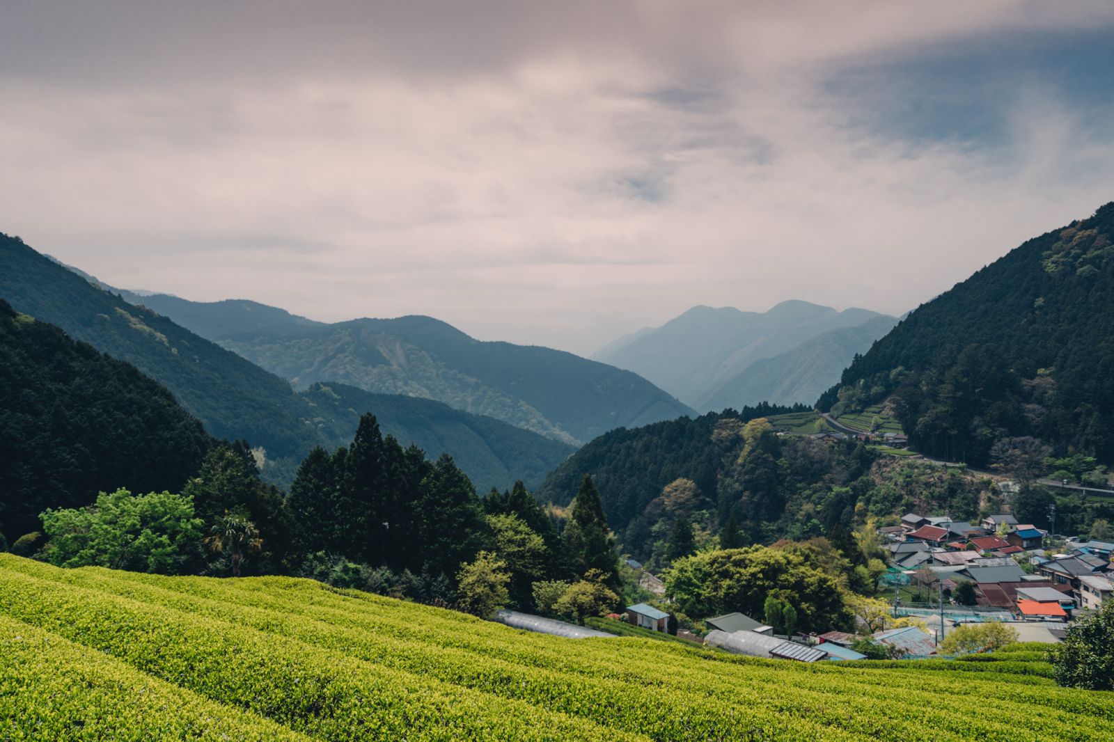 Tea fields in Kagoshima, Japan