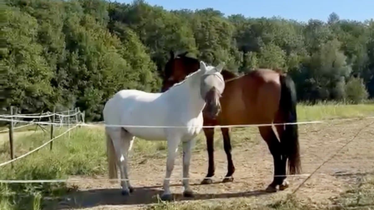 Cheval de sport ou cheval de cœur : Amica n'a jamais lu le règlement
