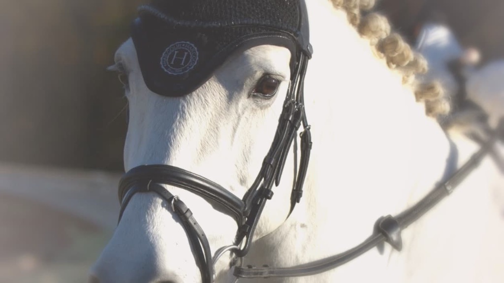 Reprendre l'équitation après une pause : ça ne s'oublie pas, c'est juste pas pareil
