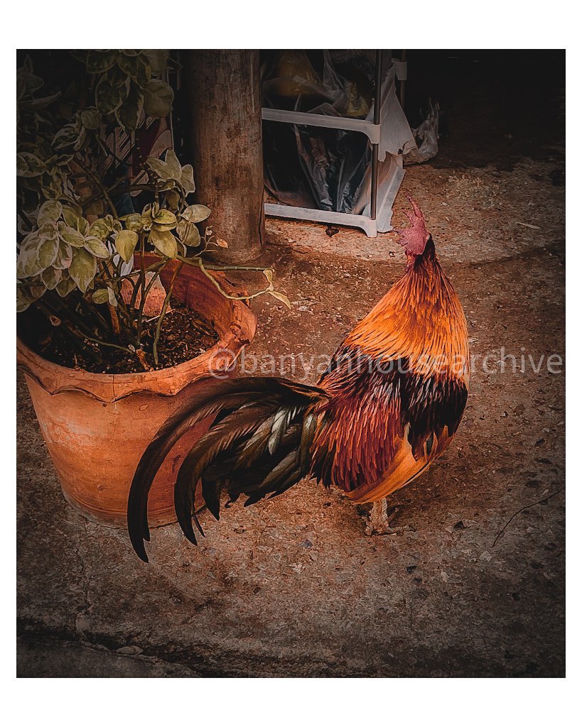 Rooster standing beside a terracotta pot