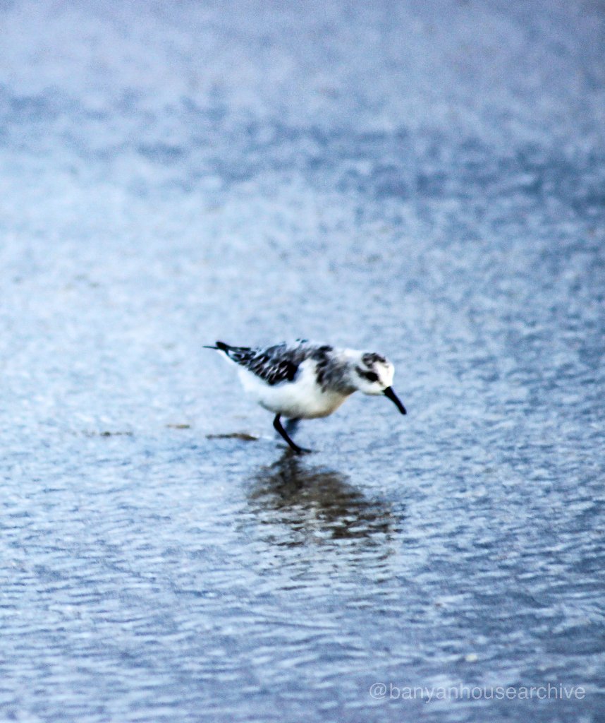 Sandpiper bird wading on Carolina beach
