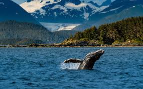 Humpback Whale, Alaska