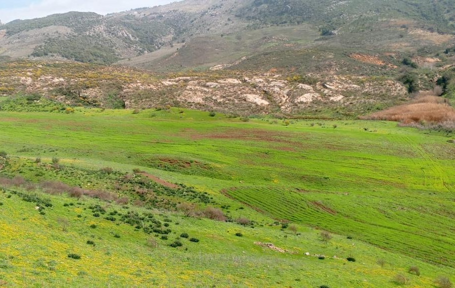 Wheat Field to Uplift Community During Conflict