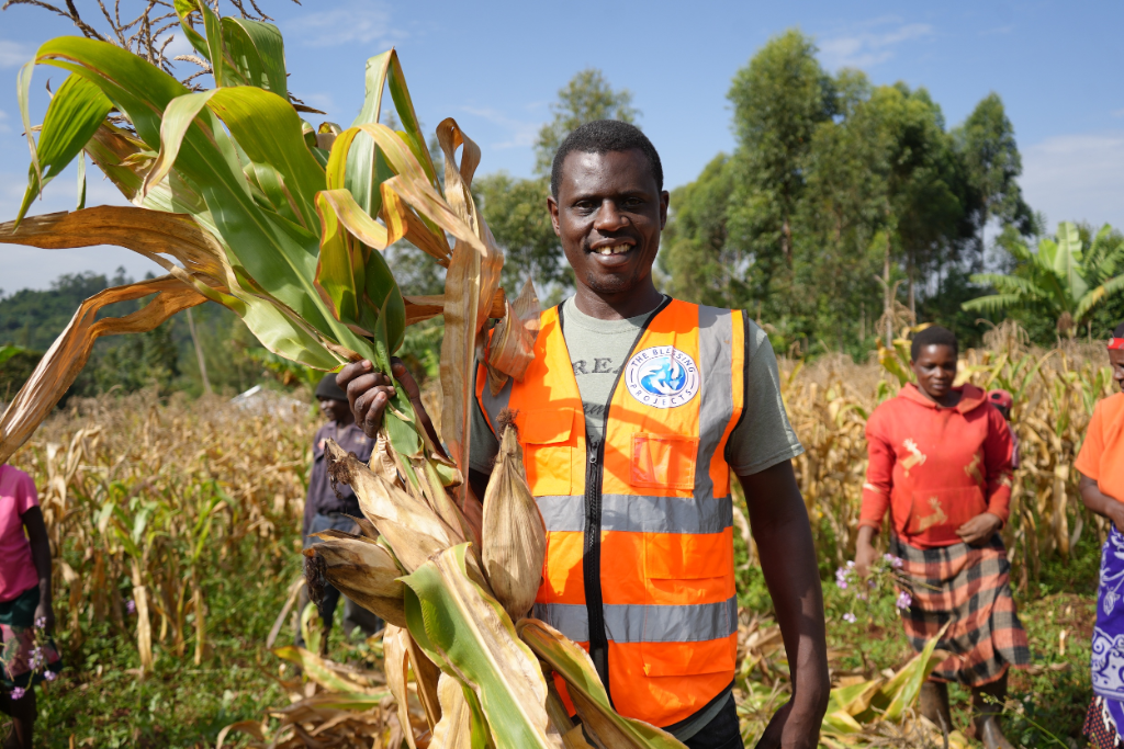 Maize Harvest After Agriculture Assistance