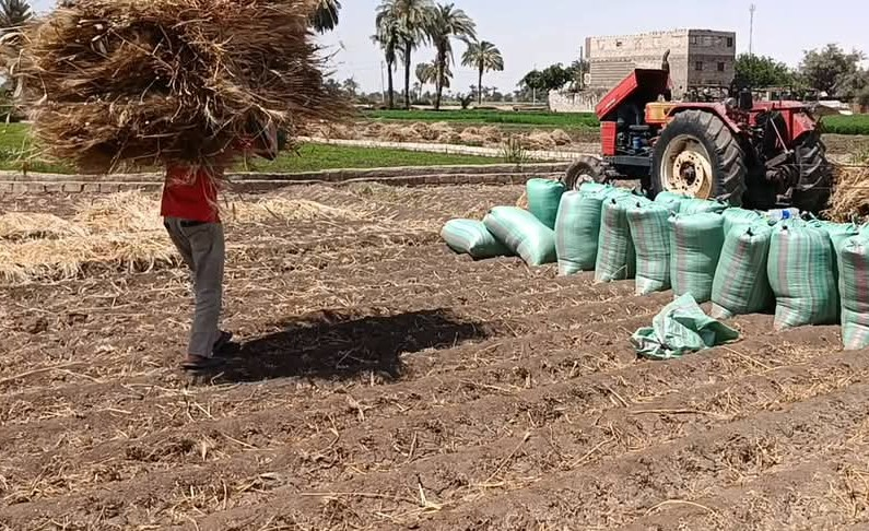 Egypt: A Harvest of Hope - Wheat for the Vulnerable and Persecuted Christians
