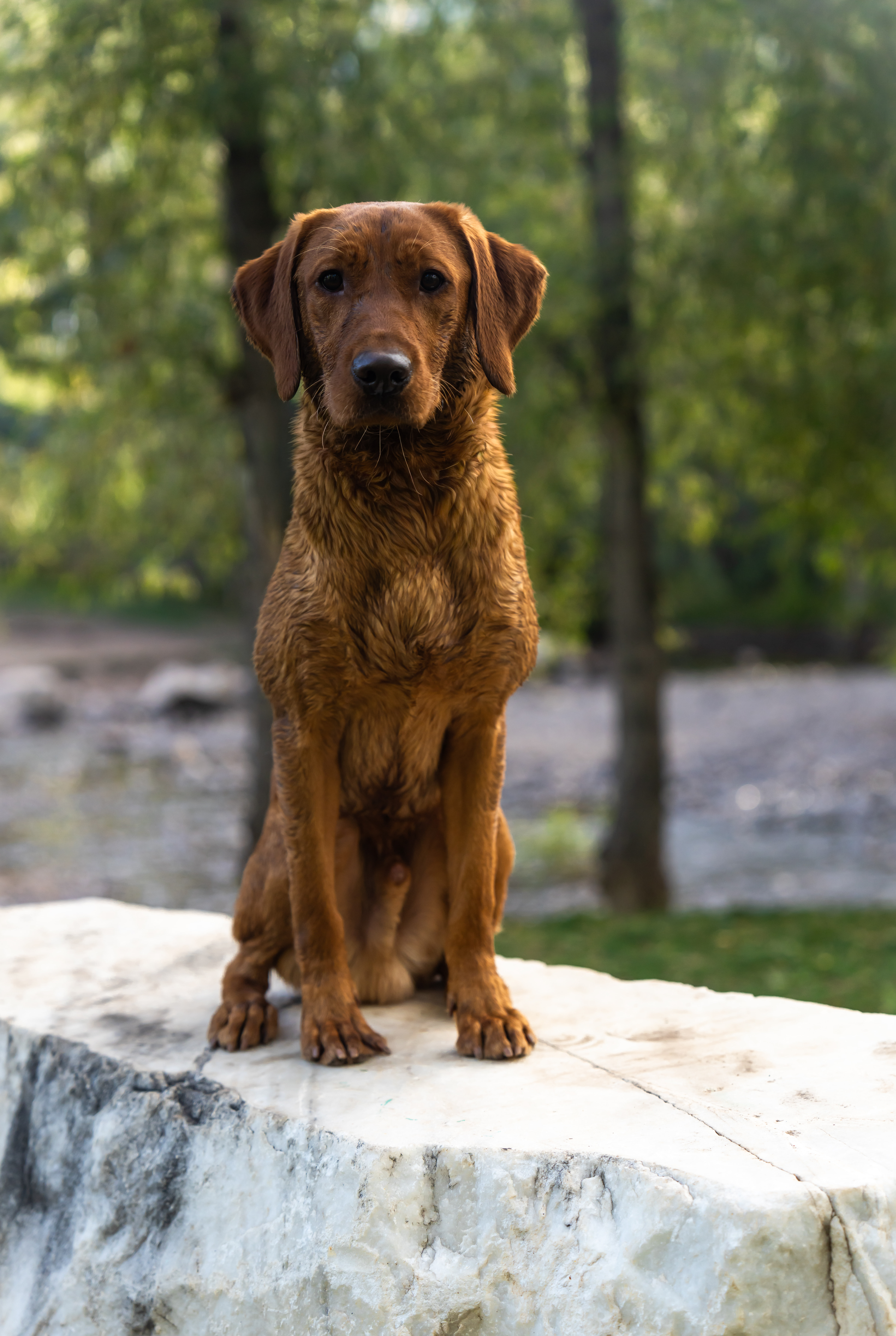 Manor & Hound companion