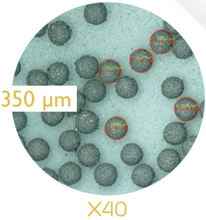 350 µm pellets microscopy