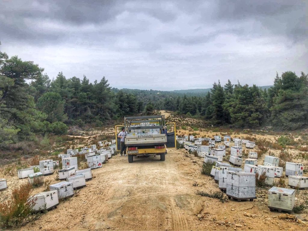 Hive Placement