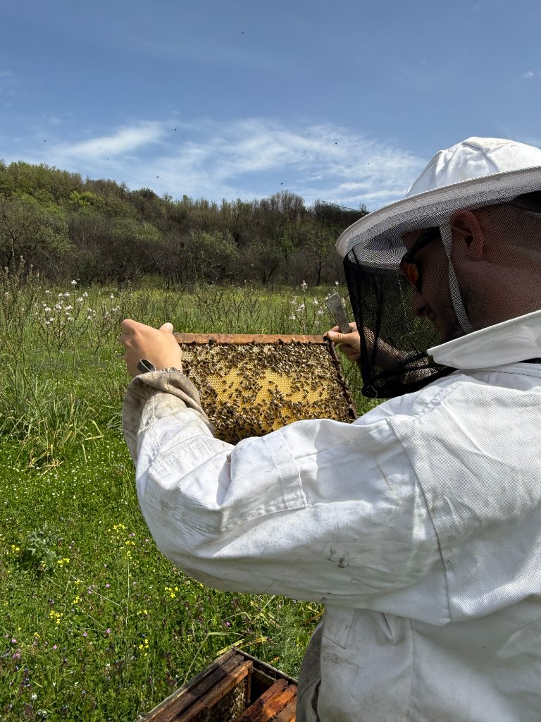 Beekeeper inspecting honeycomb frame