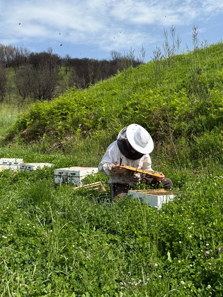 Natural Beekeeping