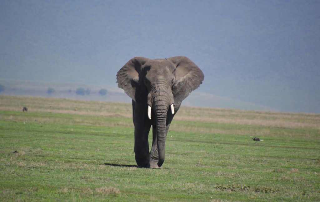 Ngorongoro crater