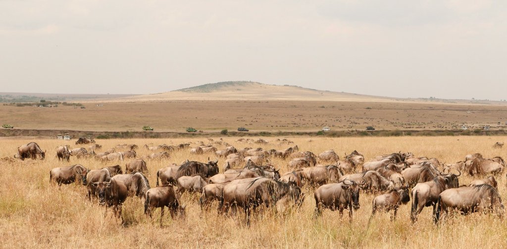 Grumeti Crossings