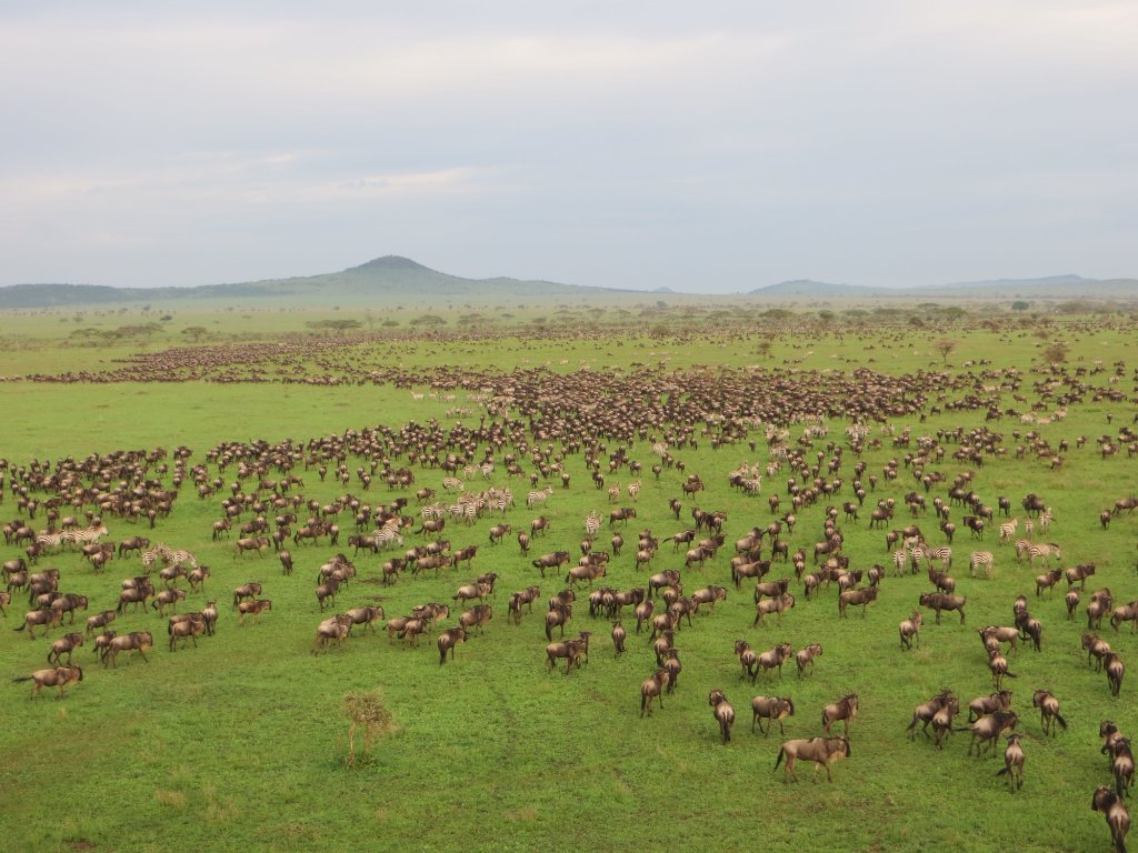 Wildebeest return migration across the open Serengeti plains, Tanzania