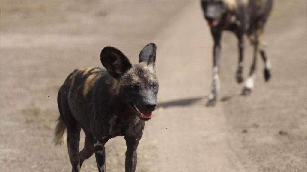 Wild Dog
