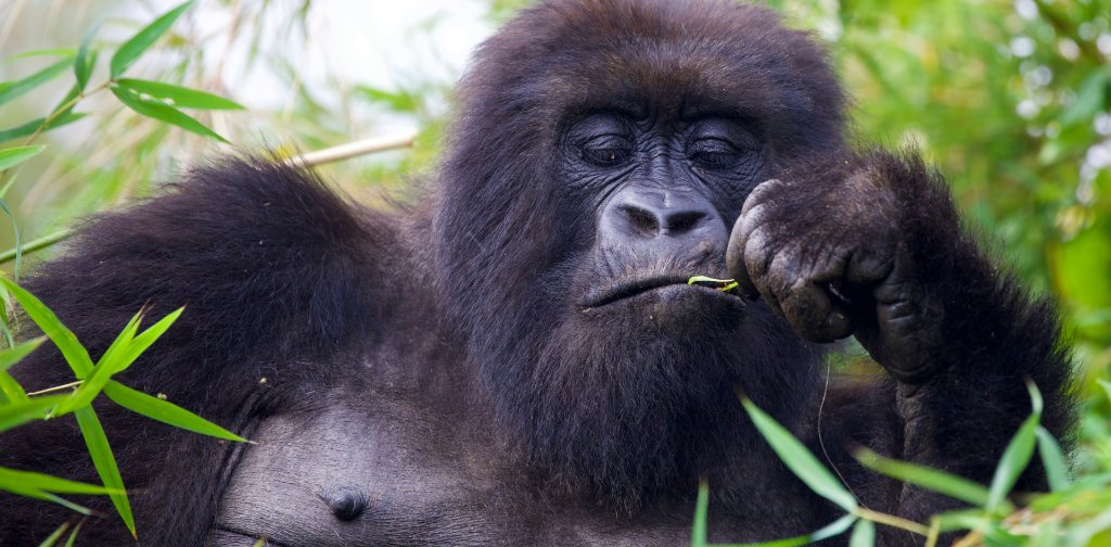 Uganda