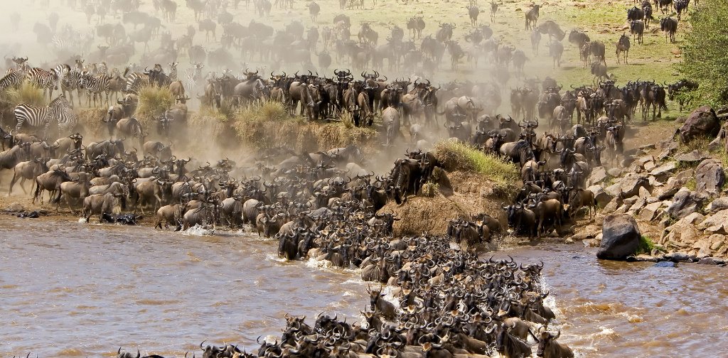 Wildebeest