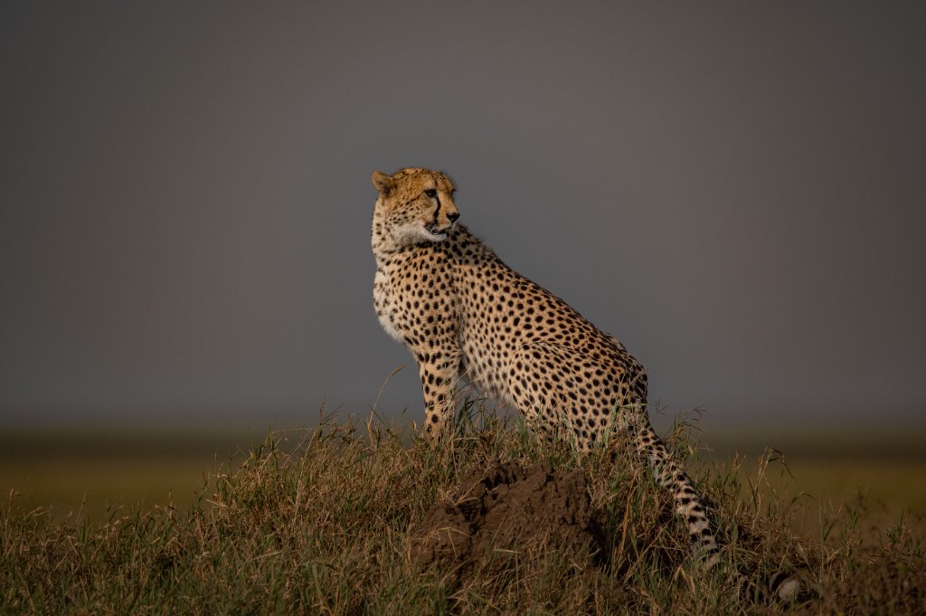 Adamson — Founder of AT ONE Safari