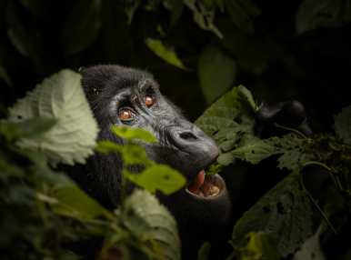 Akagera National Park