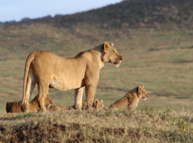 Lion