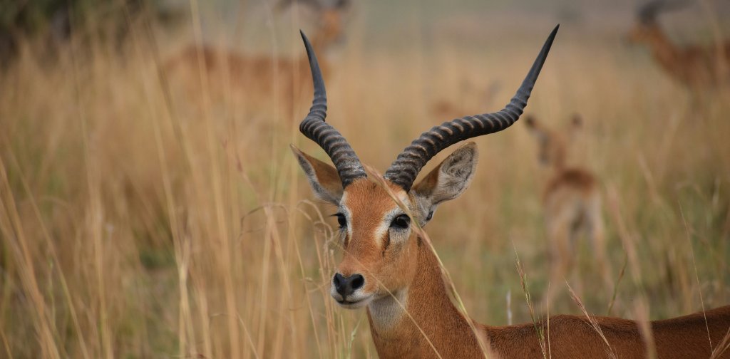 Murchison Falls National Park