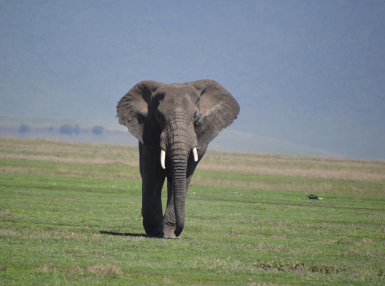Elephant