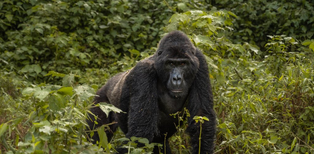 Uganda silverback mountain gorilla in Bwindi forest
