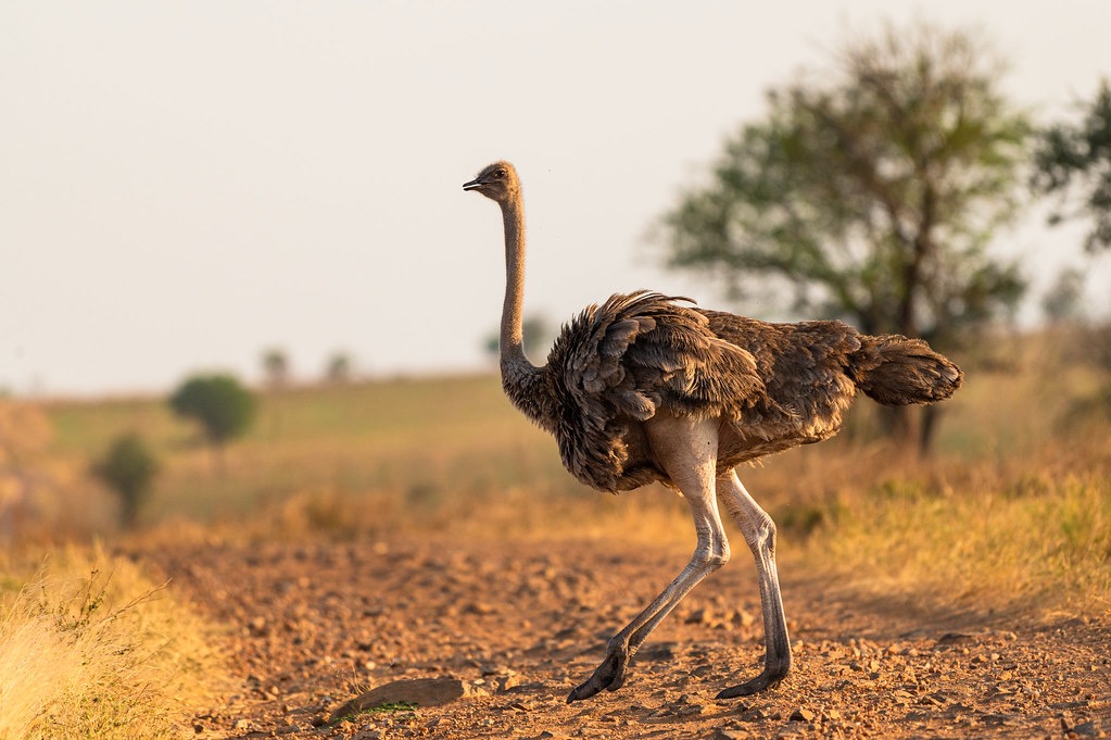 East Africa wilderness at golden hour