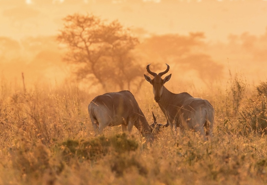 Serengeti sunrise
