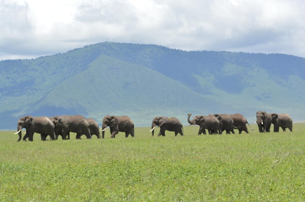 Elephant herd Tanzania wilderness