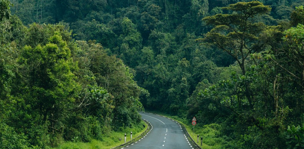 Nyungwe Forest