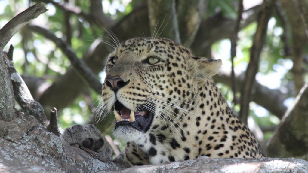 Leopard