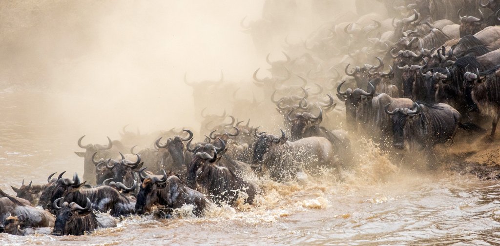 Mara River Crossings