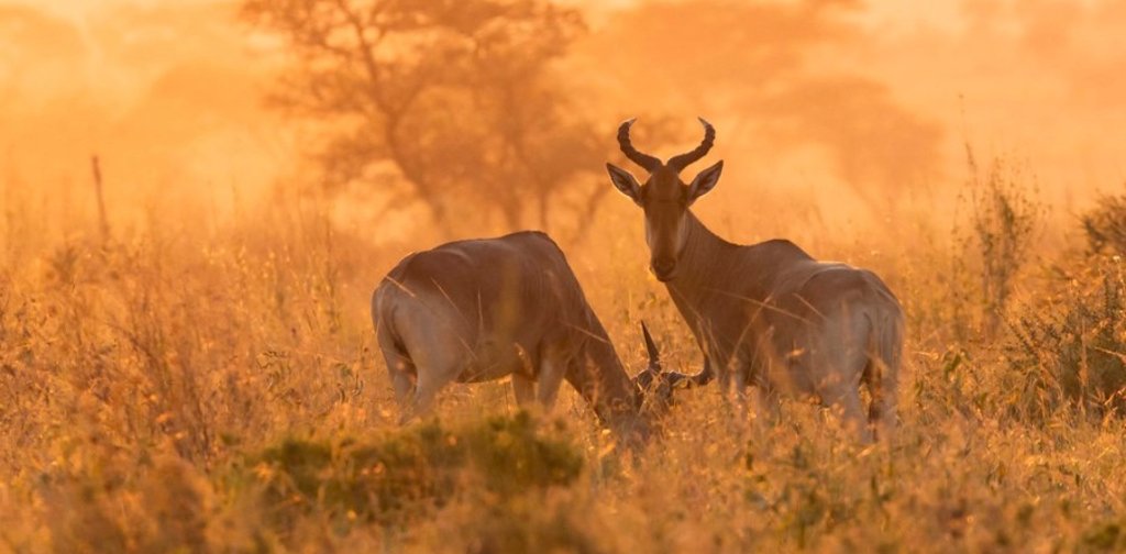East Africa