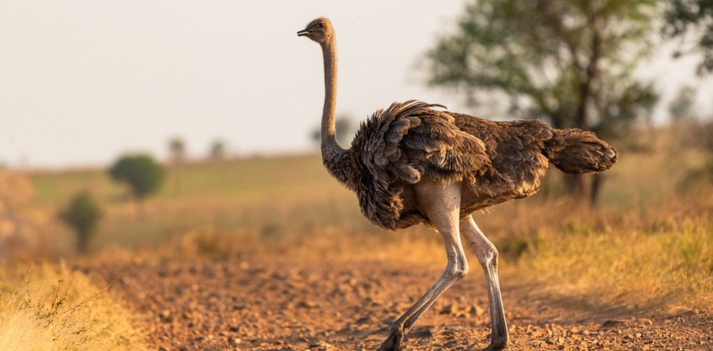 Serengeti to Zanzibar