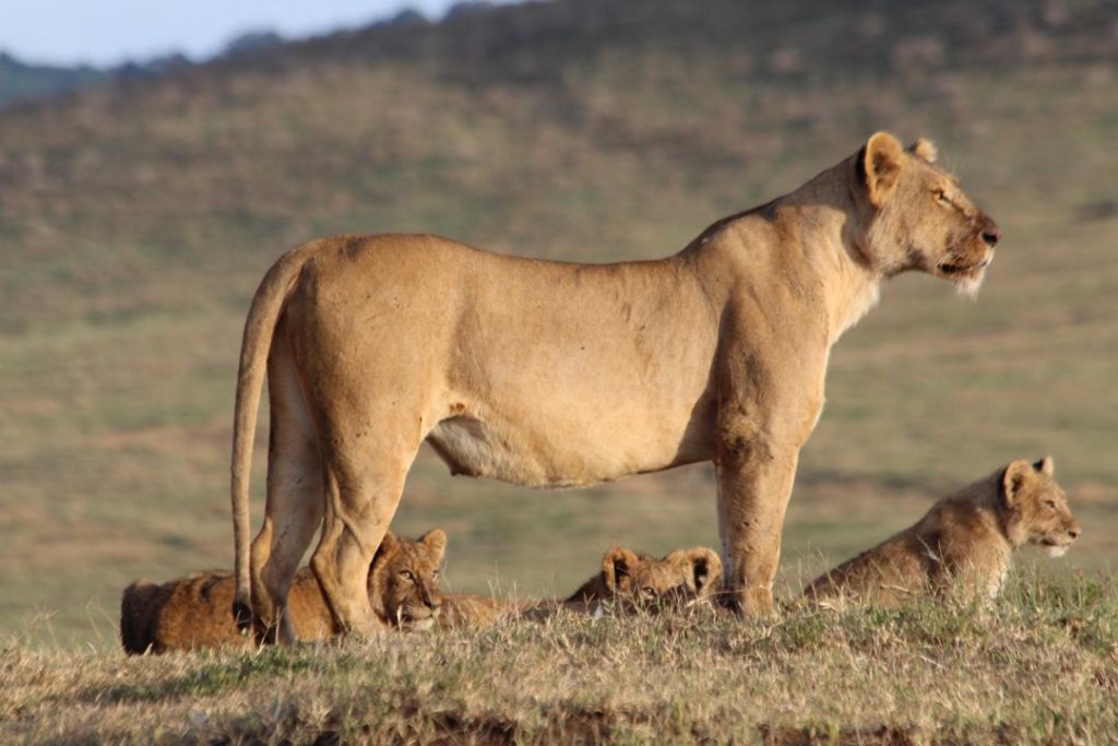 Northern Serengeti