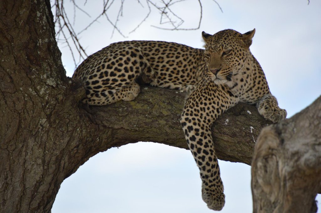 Serengeti Migration Safari