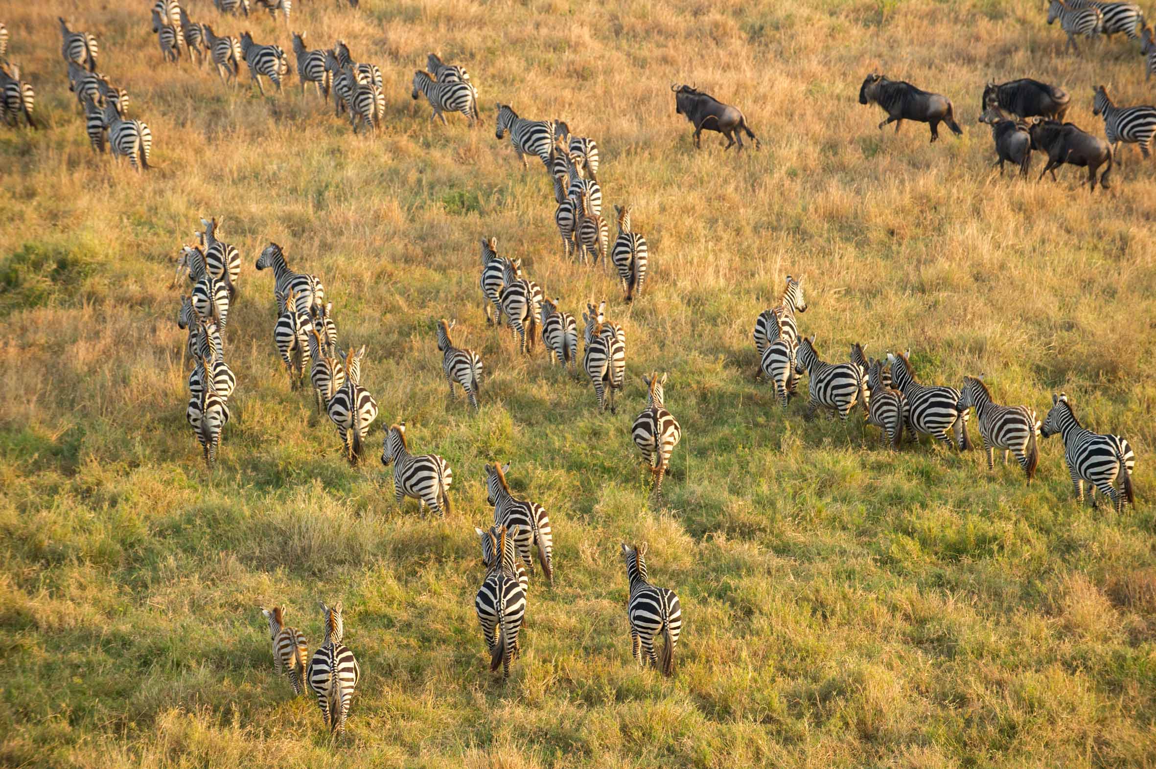 Southern Serengeti