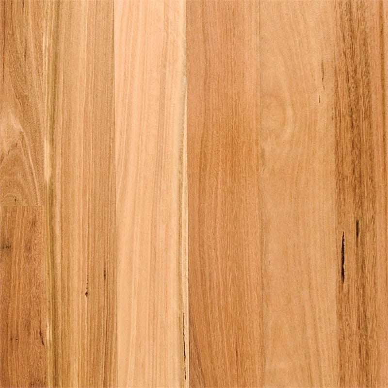 Blackbutt