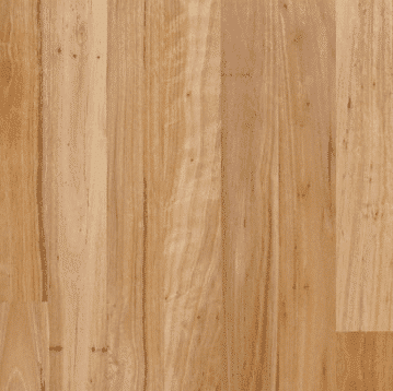 Australian Beech