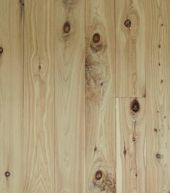 Australian Cypress Pine