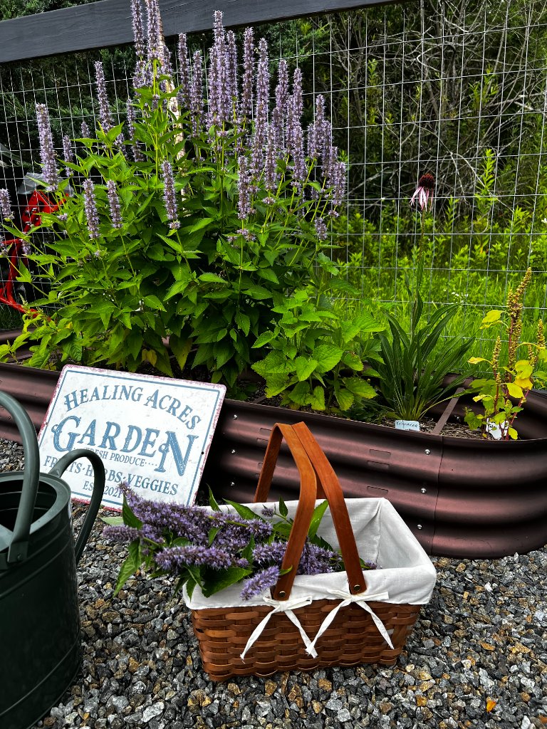 Healing Acres raised herb bed