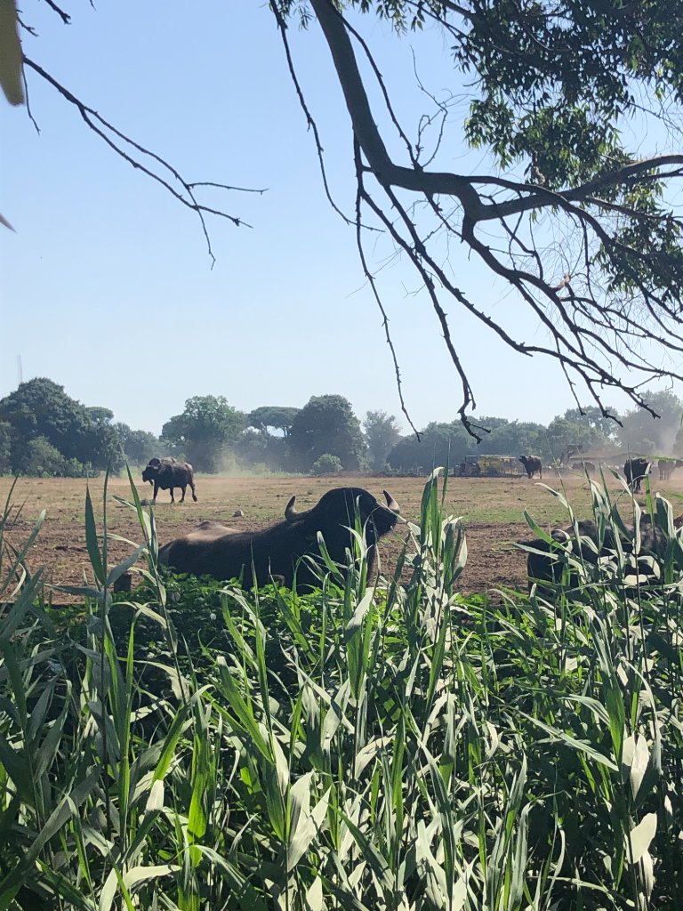 Nel cuore dell'Agro Pontino