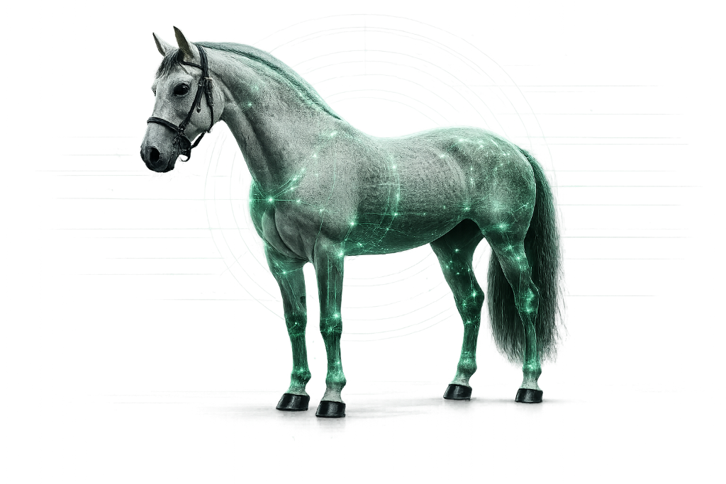 Cheval analysé
