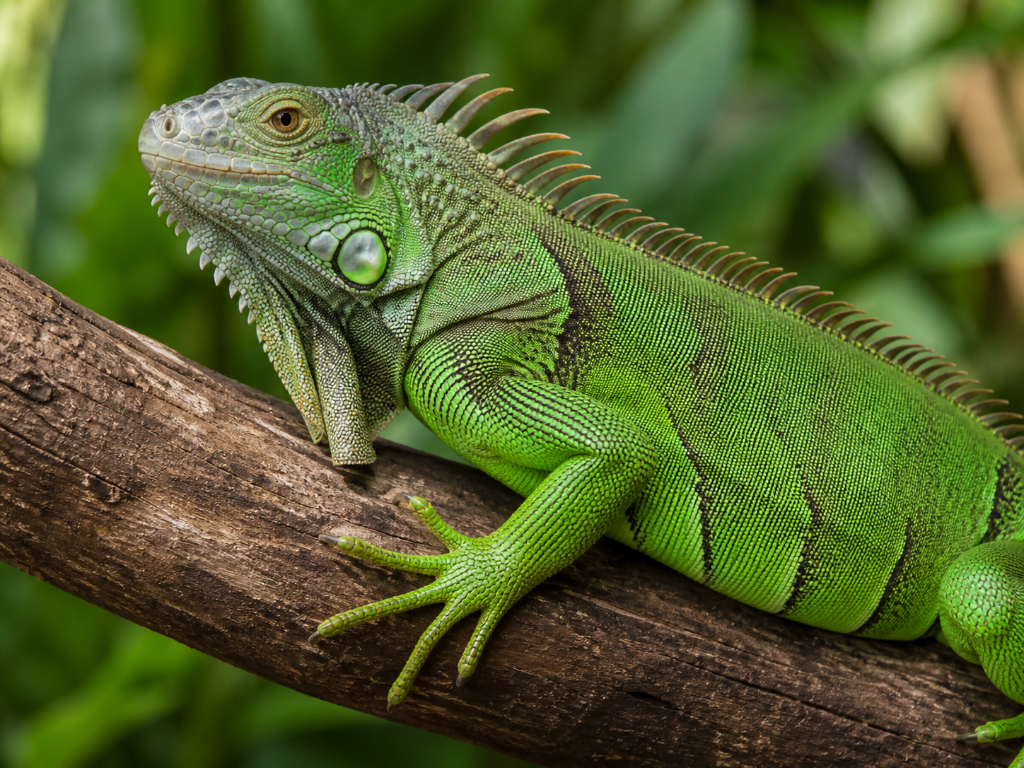 Green Iguana