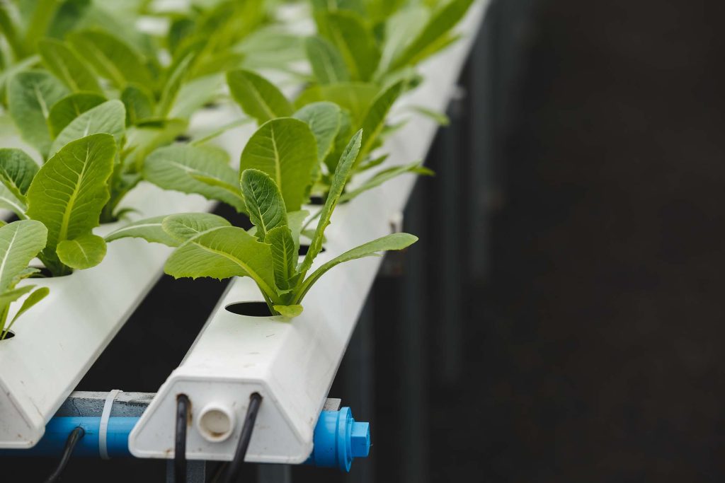 Produce Rx Community Program