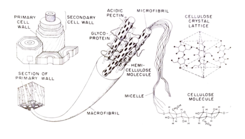 Plant cell wall structure showing cellulose, hemicellulose, and lignin composition