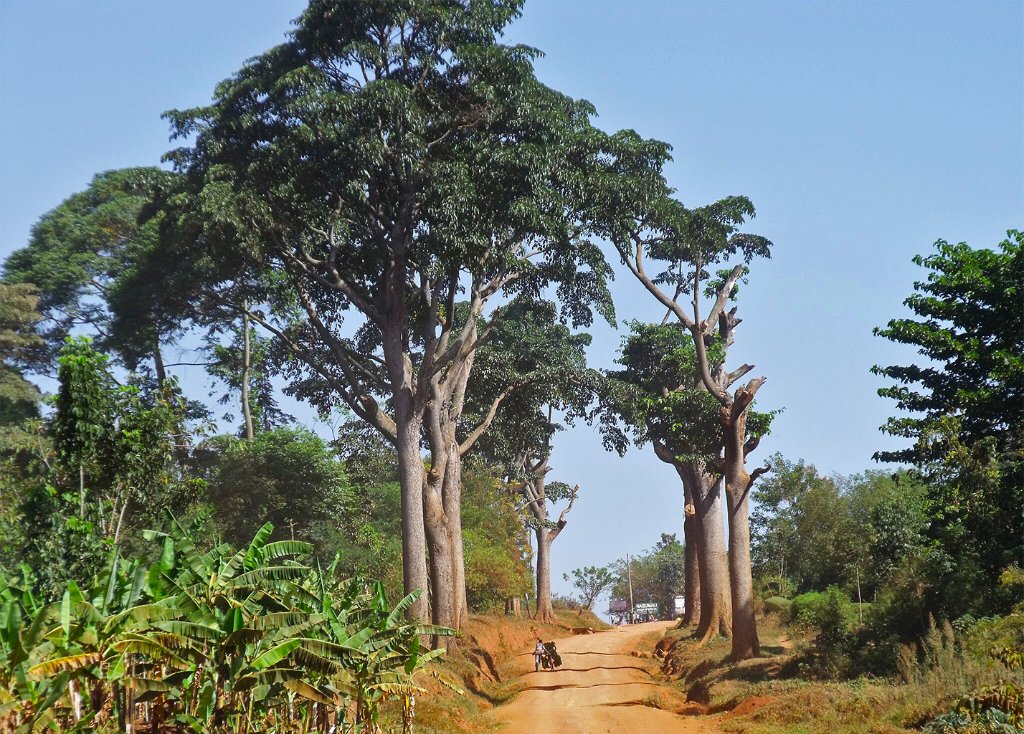 Tieghemella heckelii (African Cherry) trees lining a dirt road