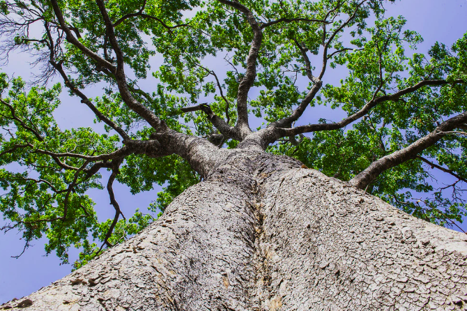 Khaya senegalensis (African Mahogany) tree viewed from below