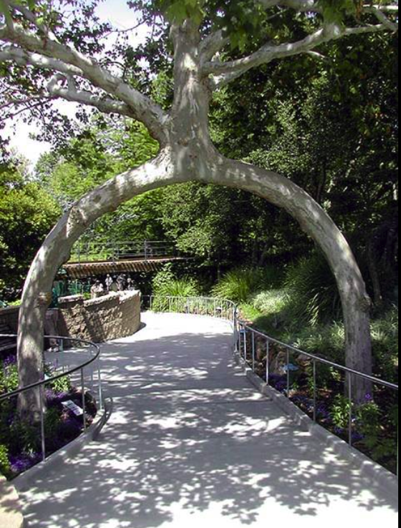 Axel Erlandson's Two Legged Giant at Gilroy Gardens